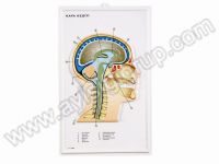 KAFA KESİTİ MODELİ KABARTMA