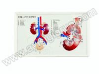 BOŞALTIM SİSTEMİ (KABARTMA)
