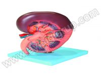 BÖBREK KESİTİ MODELİ