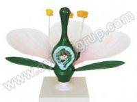 ÇİÇEK KESİTİ MODELİ