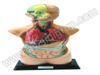 İNSAN VÜCUDU (Büyük Boy, 50 cm.)