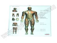 KAS SİSTEMİ LEVHASI KABARTMA