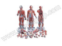 KAS FİGÜRÜ MODELİ