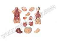 İNSAN VÜCUDU MODELİ