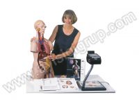 İNSAN VÜCUDU MODELİ (torso)