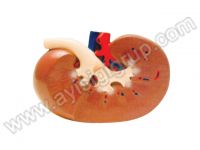 BÖBREK KESİTİ MODELİ