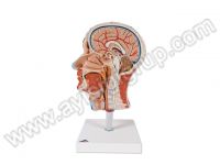 KAS MODELİ ( BAŞ ve BOYUN )