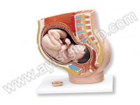 GEBELİK DÖNEMİ MODELİ