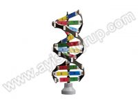 DNA MODELİ